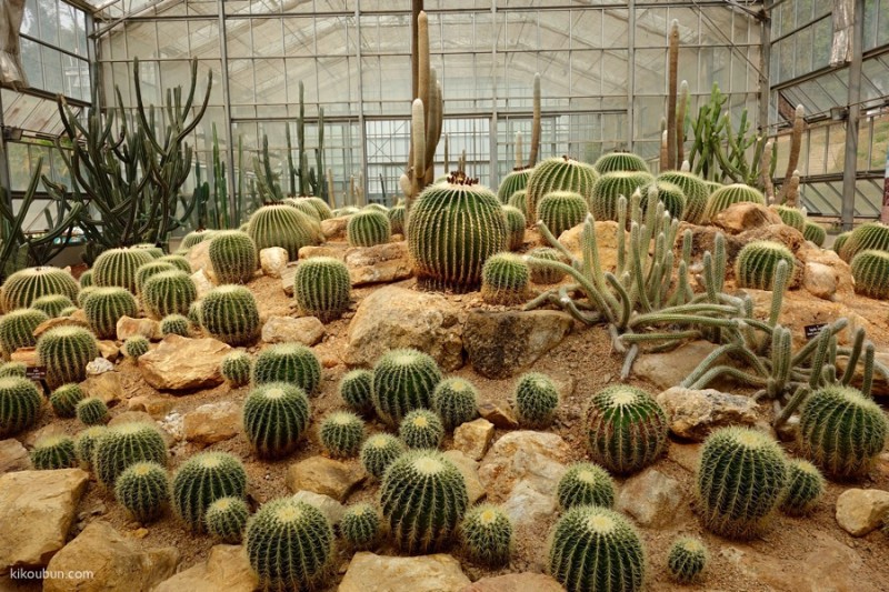 thailand chiang mai cactus collection