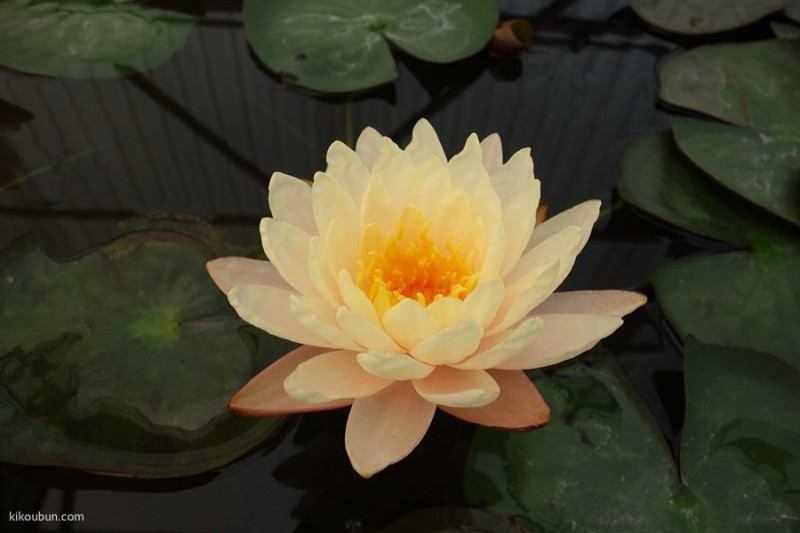 thailand chiang mai lotus flower