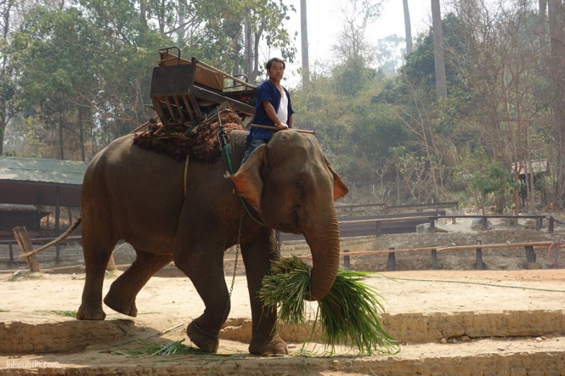 thailand doi suthep pui elephant