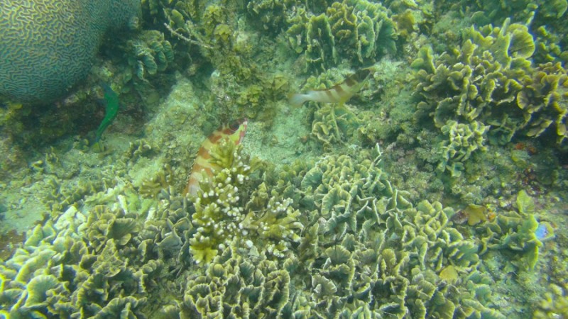 thailand ko pha ngan colorful fish