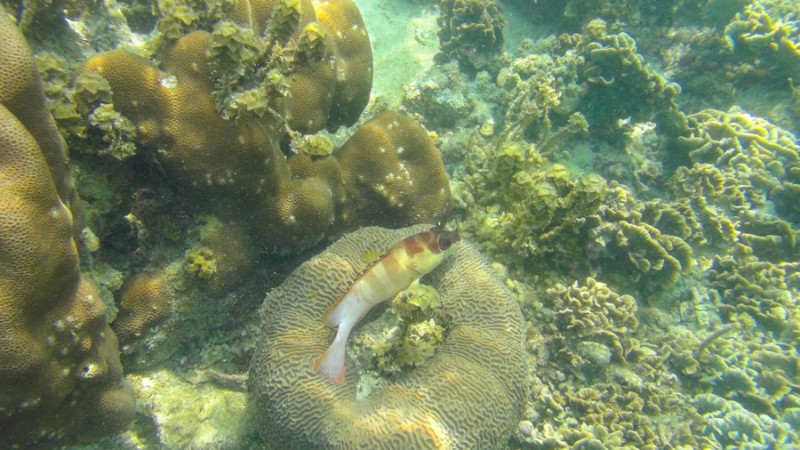 thailand ko pha ngan under water