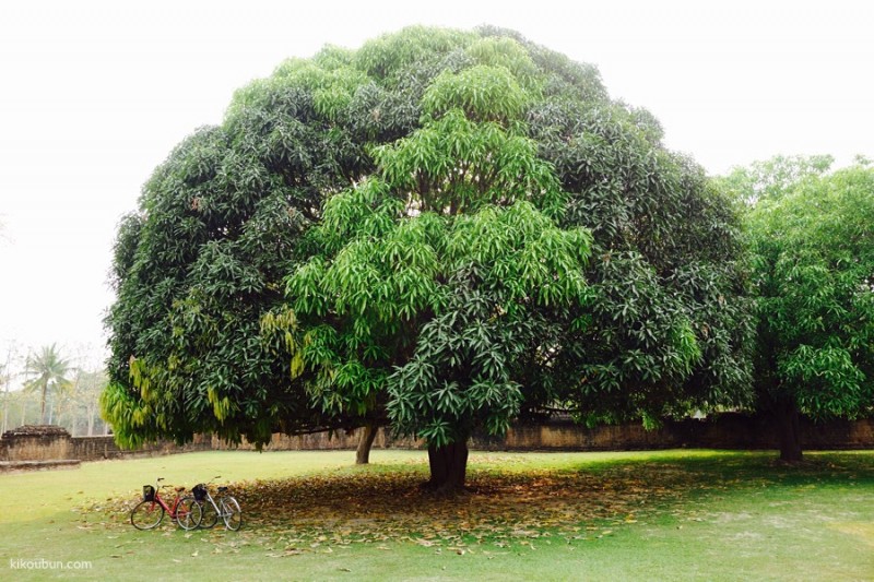 thailand sukhothai bikes under tree