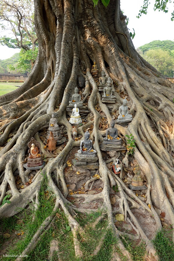 thailand sukhothai buddahs in tree