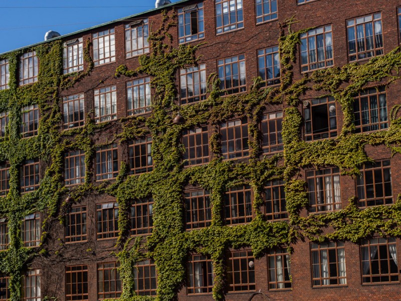 copenhaguen walls and trees