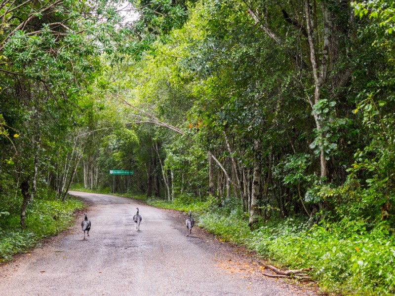 calakmul birds