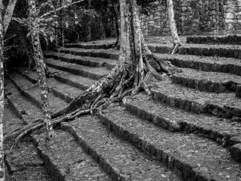 calakmul tree and stairs