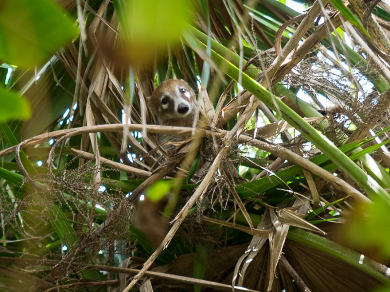 coati tulum