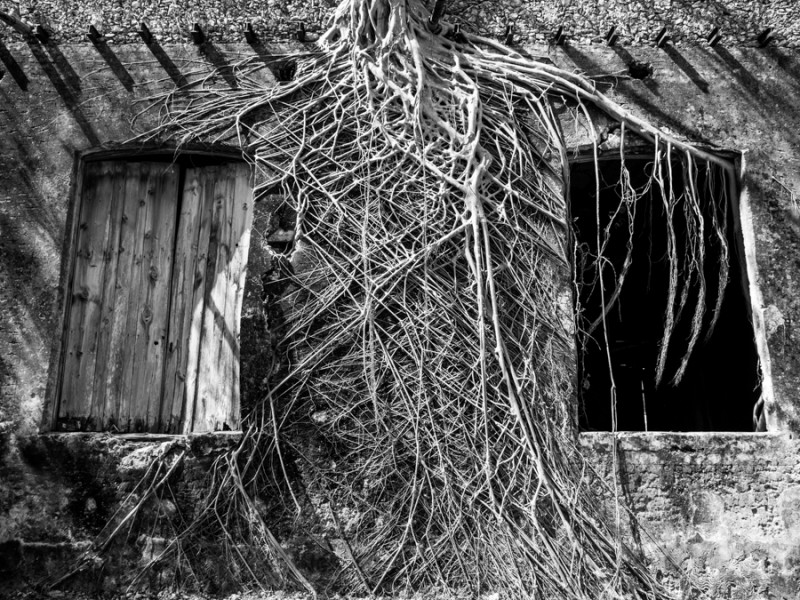 hacienda yaxcopoil tree