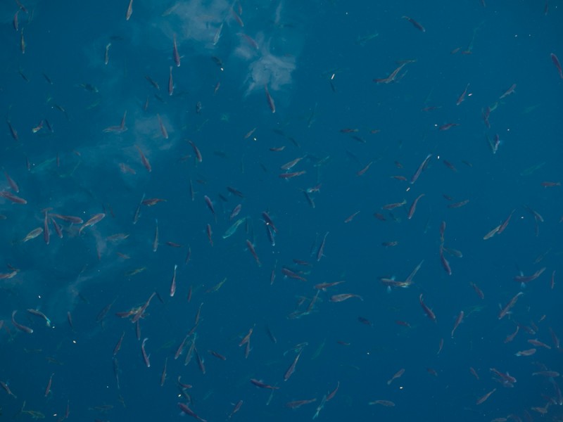 laguna bacalar cenote fish