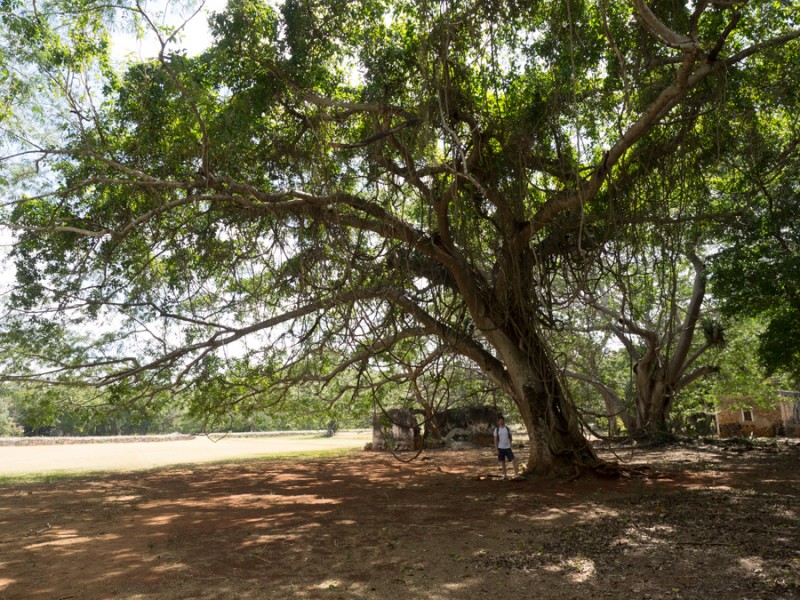 ruta puuc tree