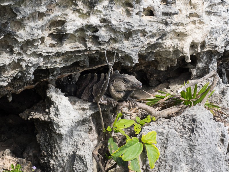 tulum iguana