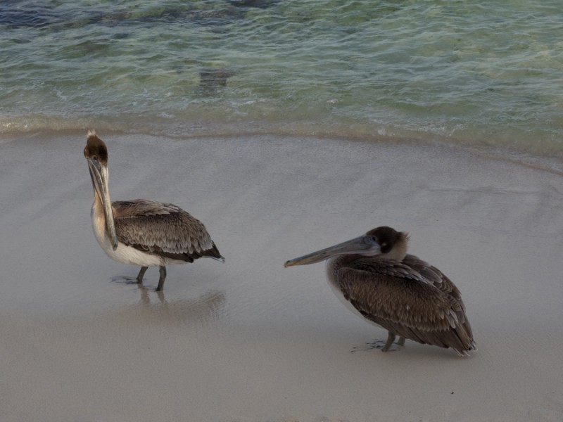 tulum pelican couple