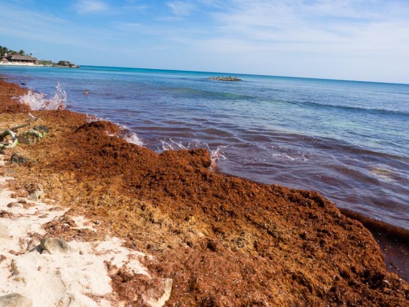 tulum seaweed