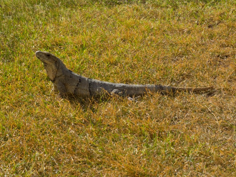 uxmal big lezard