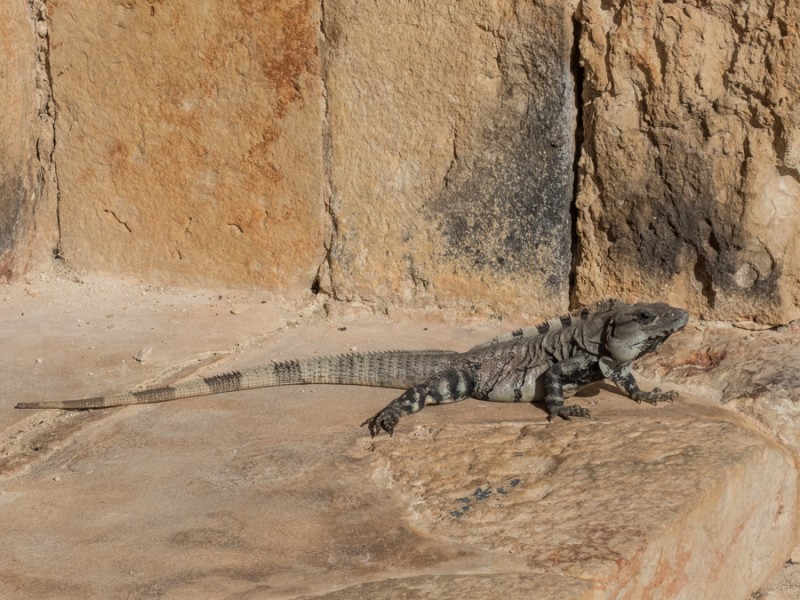 uxmal lezard
