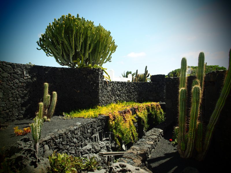 cesar manrique foundation cactus garden