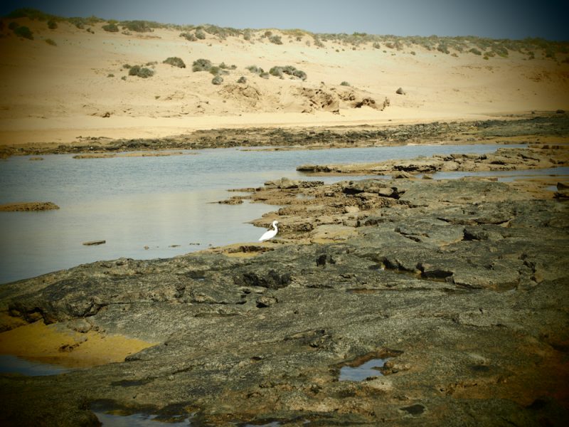 graciosa island bird