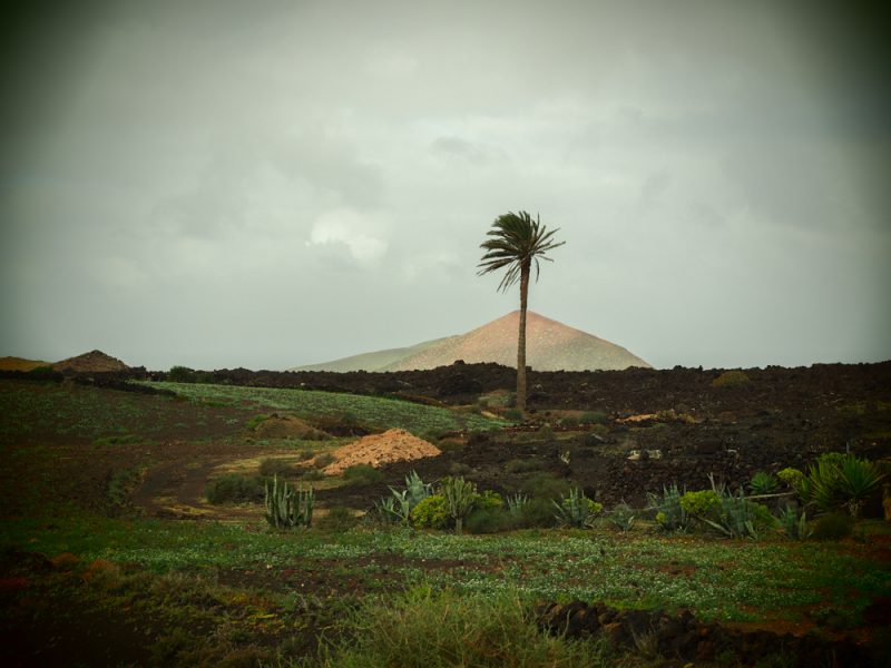 lanzarote timanfaya lone palm tree