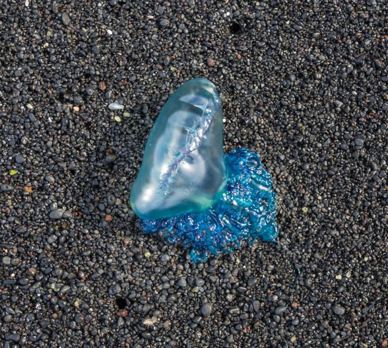 playa del paso jelly fish