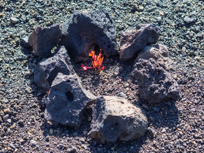 timanfaya parc flower