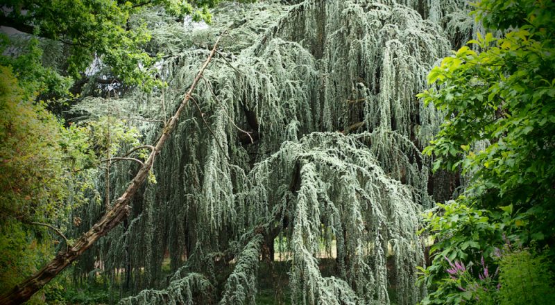 arboretum chatenay malabry 4