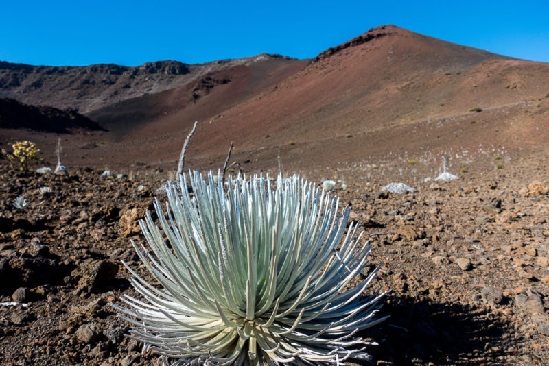 hawaii halemauu trail flower