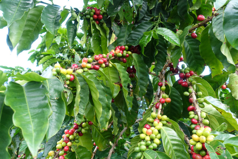 hawaii kau coffee