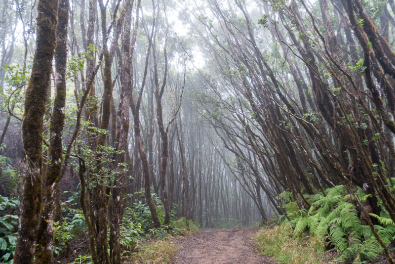 hawaii kawaikoi stream trail