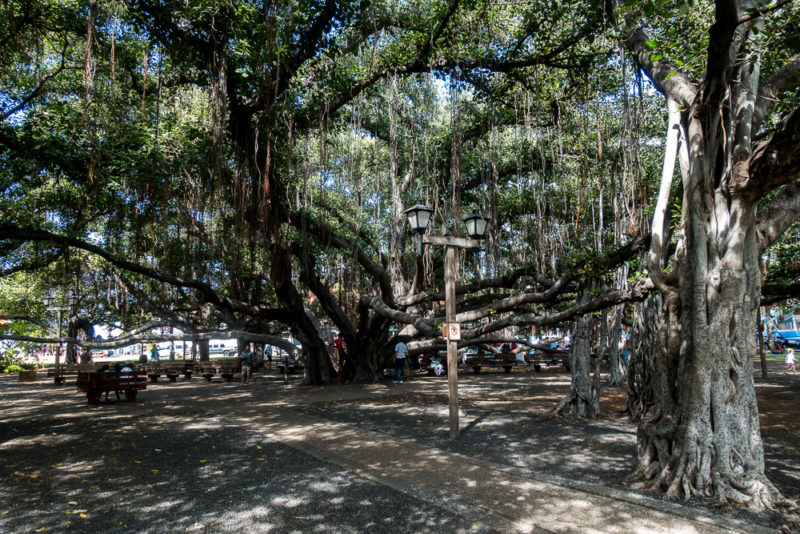 hawaii lahaina giant tree