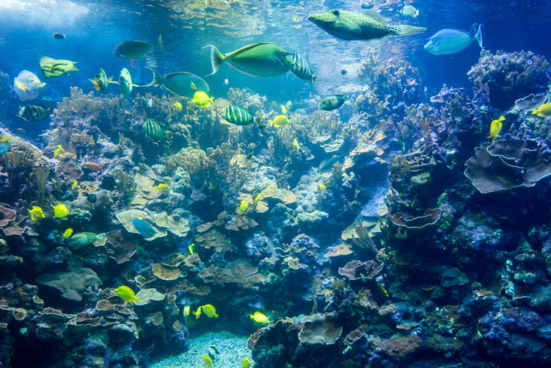 hawaii maui aquarium