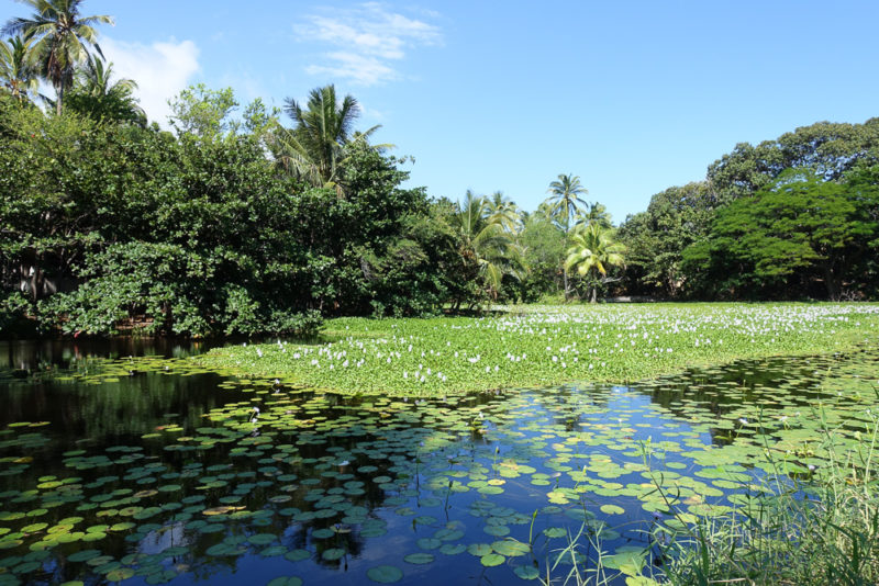 hawaii punaluu black sand beach reserve