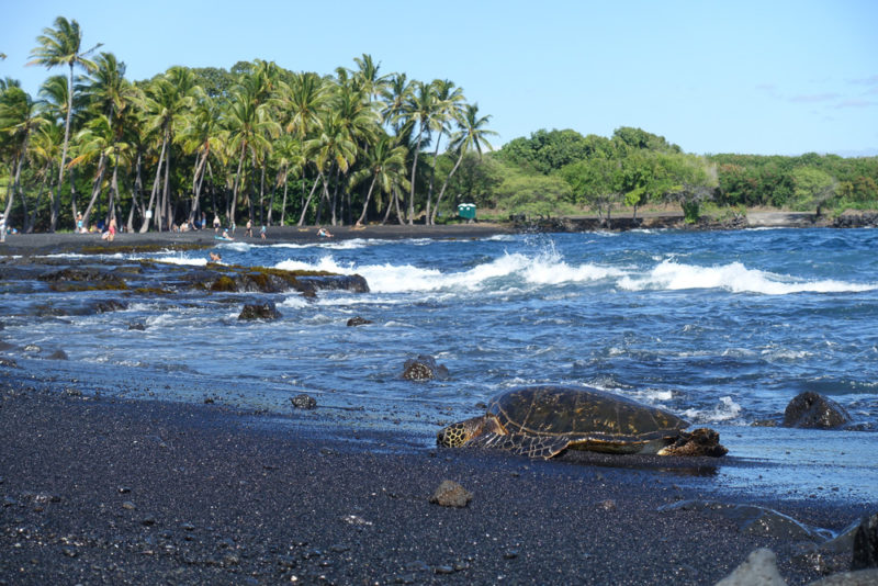 hawaii punaluu black sand beach turtles
