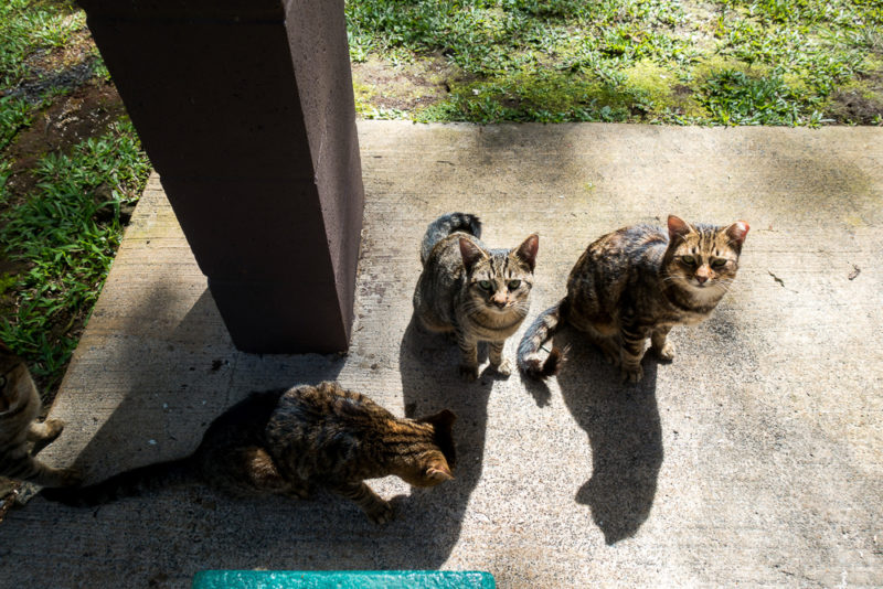 hawaii cats