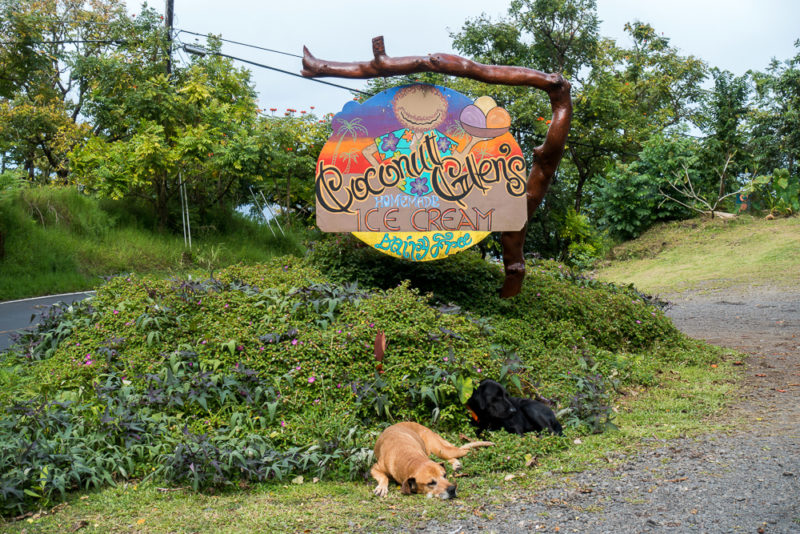 hawaii coconut glen ice cream dogs