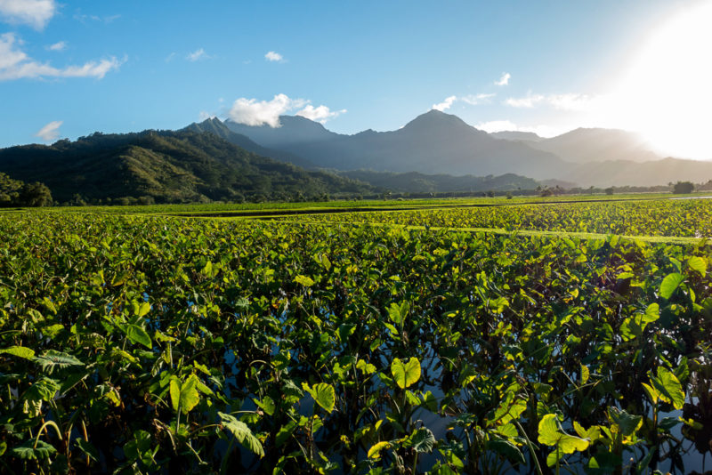 hawaii hanalei national wildlife refuge