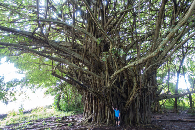 hawaii hilo huge tree