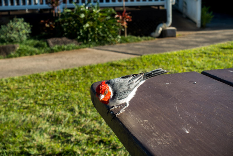hawaii kauai bird