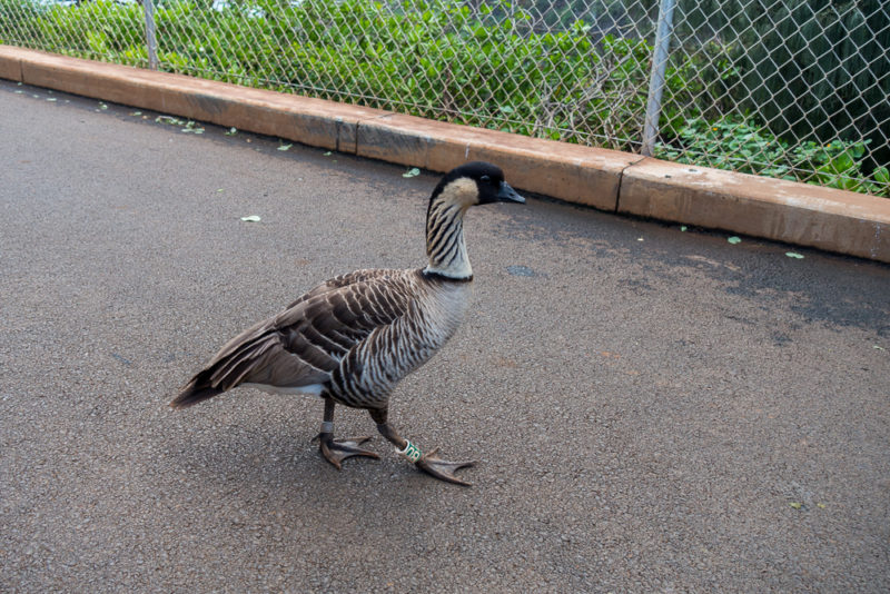 hawaii kilauea lighthouse nene