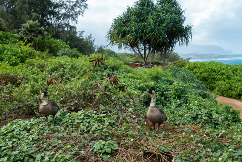 hawaii kilauea lighthouse nenes