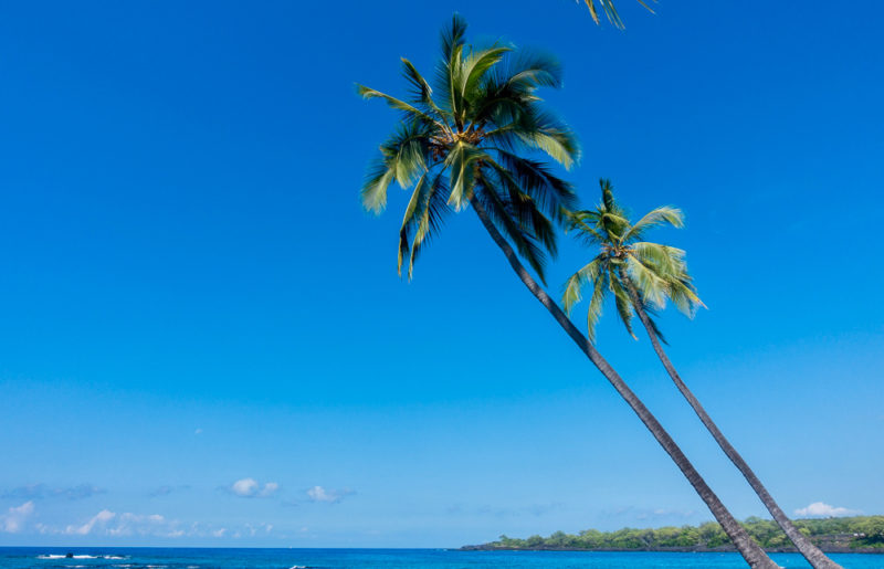 hawaii palm tree and blue sky