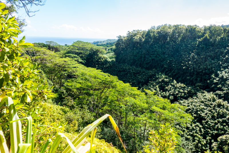 hawaii road to hana green lush