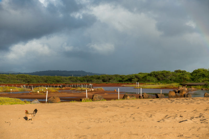 hawaii salt pond beach chicken