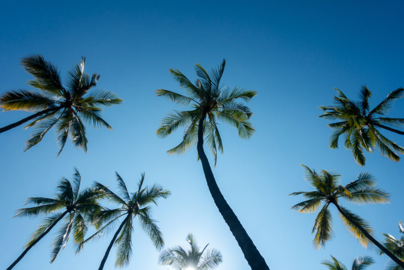 hawaii trees in the sky