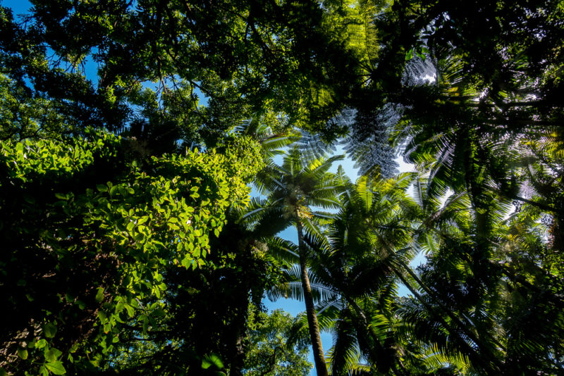 hawaii tropical botanical garden