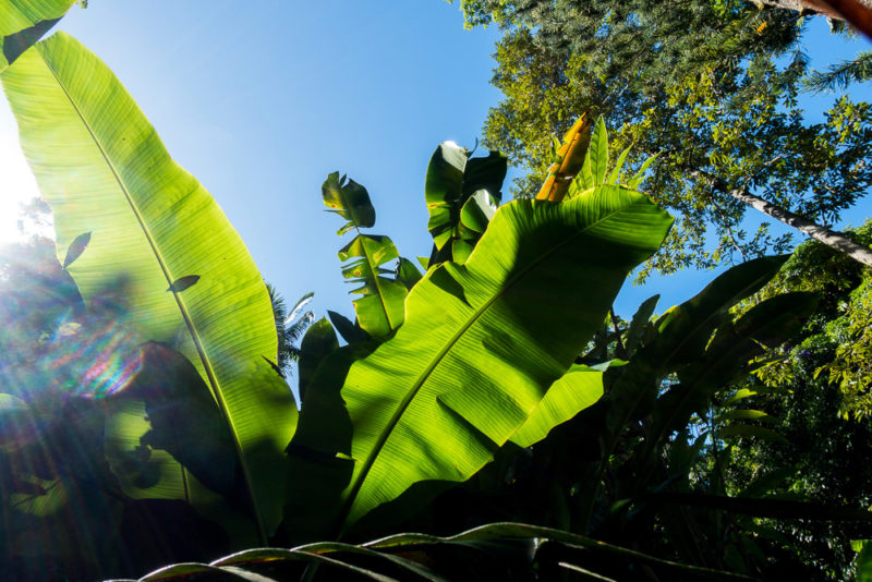 hawaii tropical botanical garden banana leaf