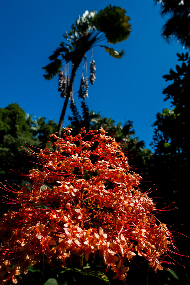 hawaii tropical botanical garden flowers