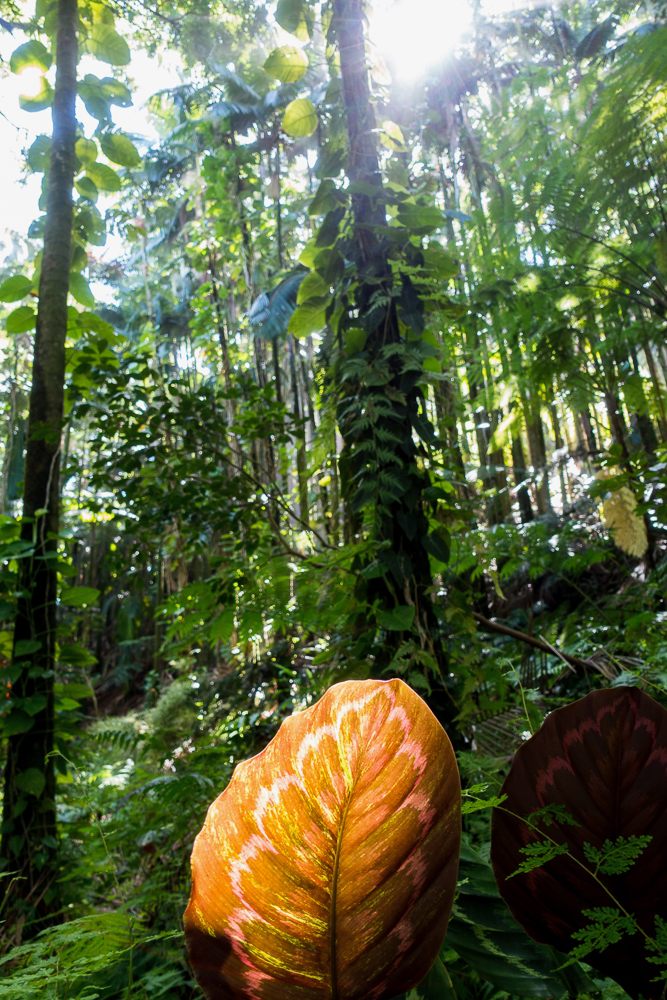 hawaii tropical botanical garden forest