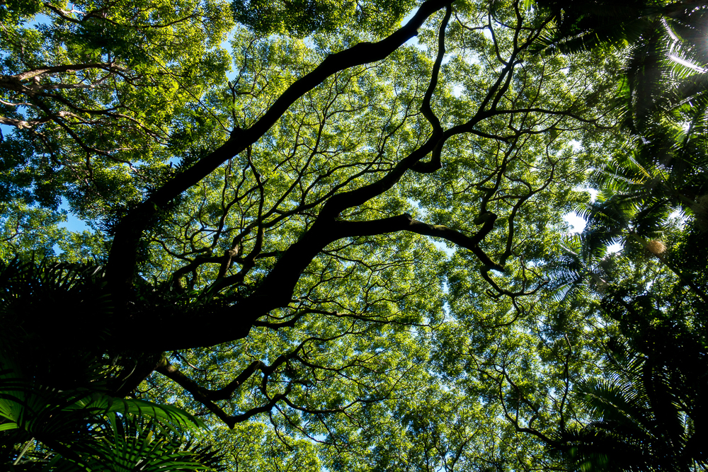 hawaii tropical botanical garden mystical tree
