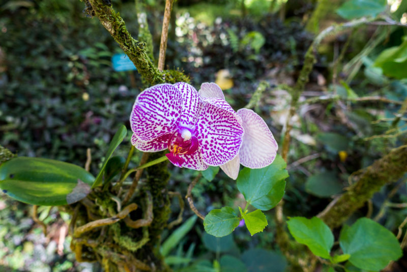 hawaii tropical botanical garden orchyds