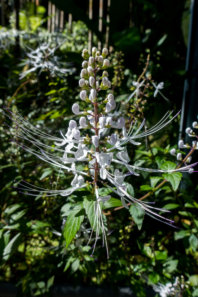 hawaii tropical botanical garden white flower
